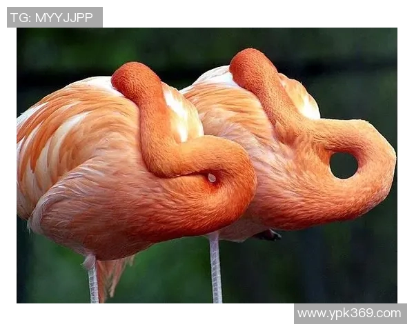 动物界的足球明星们他们的球技与魅力让人惊叹不已